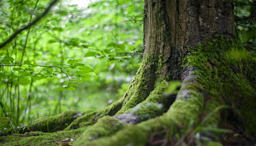 Alberi in pianura - 2025